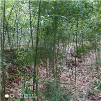 福建四方竹苗批发