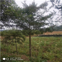 福建竹柏苗基地