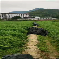 福建杉木苗基地