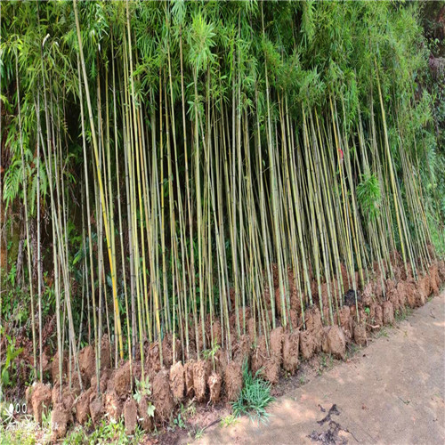 福建毛竹苗销售