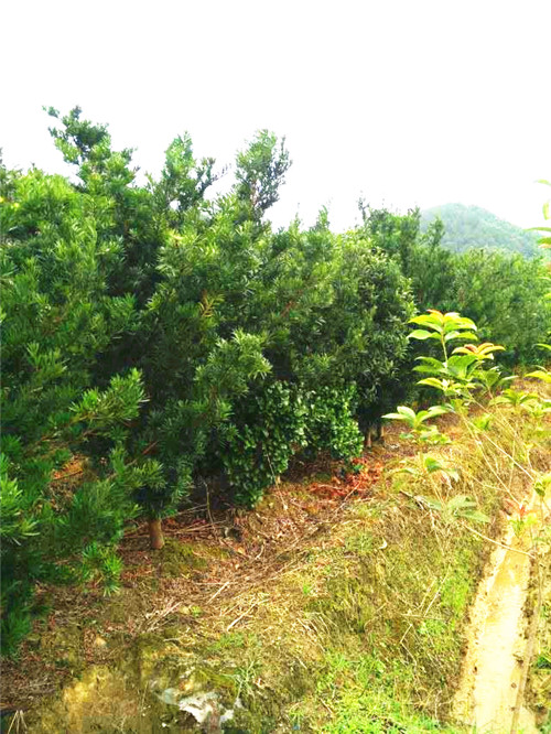 福建罗汉松苗批发