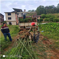 福建四方竹苗基地