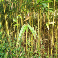 南平毛竹苗基地