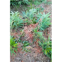 福建一年生毛竹苗批发