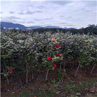 福建茶花苗批发