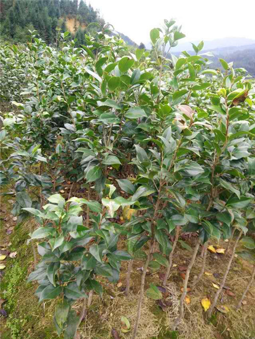 邵武茶花苗批发