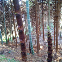 福建雷竹苗供应