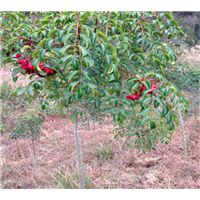 邵武野鸦椿种植基地