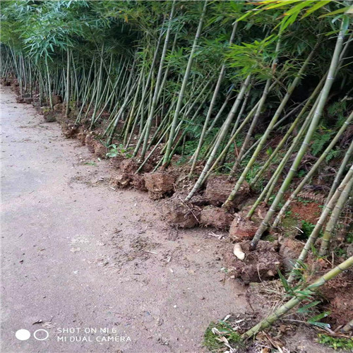 福建毛竹苗供应