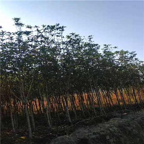 福建桂花基地