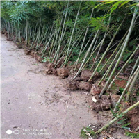 福建毛竹苗供应