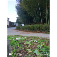 福建楠竹苗批发
