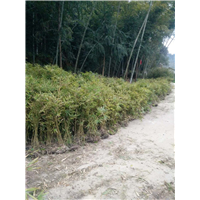 福建带球毛竹苗价格