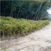 福建毛竹苗出售
