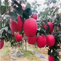 运城红富士代办电话