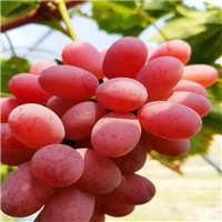 运城红提