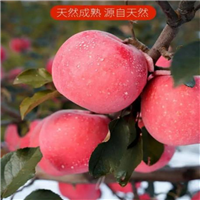 山西红富士代办电话