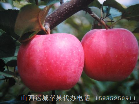 运城苹果代办