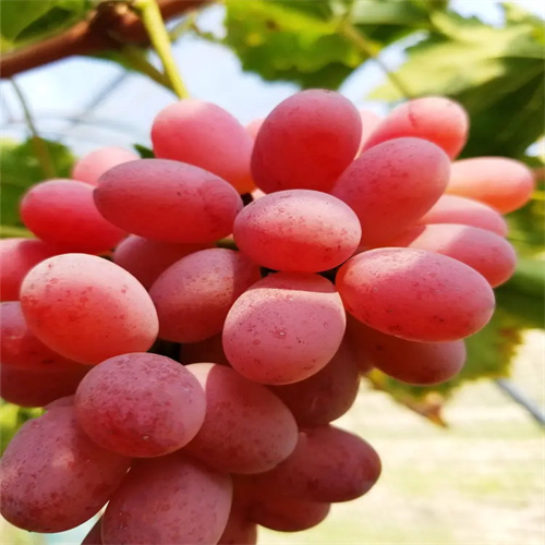 运城红提