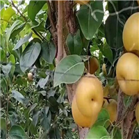 运城甜梨代办电话