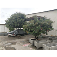 福州长乐仿木花箱 市政道路护栏 水泥仿木工厂