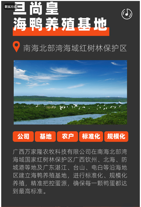 广西海鸭养殖基地