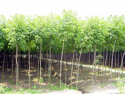 重阳木-重庆苗木基地 