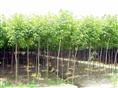 重阳木-重庆苗木基地 