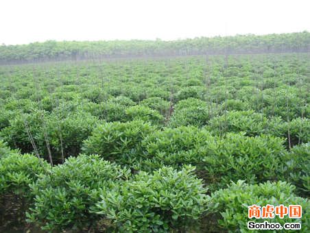 海桐球-重庆苗木基地-重庆花木基地-重庆苗圃基地