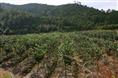 茶花-重庆苗木基地-重庆花木基地-重庆苗圃基地