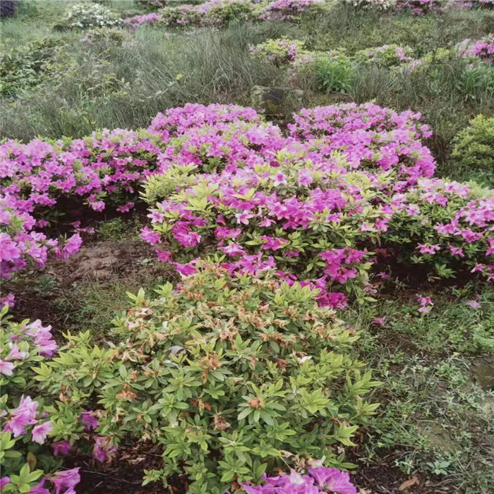 重庆春鹃球