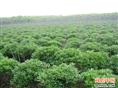 海桐球-重庆苗木基地-重庆花木基地-重庆苗圃基地