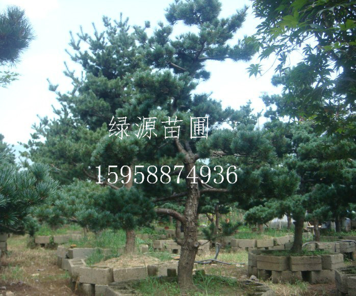 五针松|红枫|鸡爪槭|日本红枫|樱花—浙江绿源苗圃基地