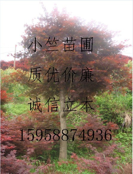 浙江高接红枫|供应高接红枫|供应浙江红枫||日本红枫供应