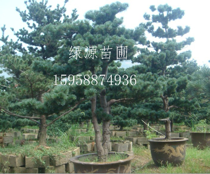 五针松图片 