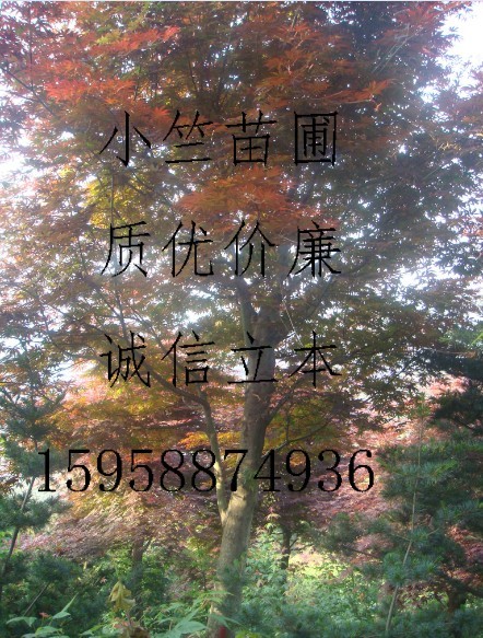 浙江高接红枫|供应高接红枫|供应浙江红枫||日本红枫供应 