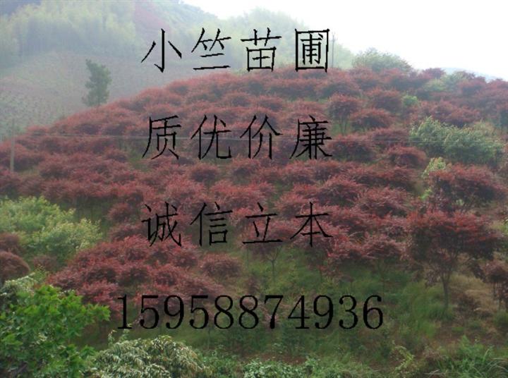 供应浙江红枫/浙江红枫/浙江红枫种苗