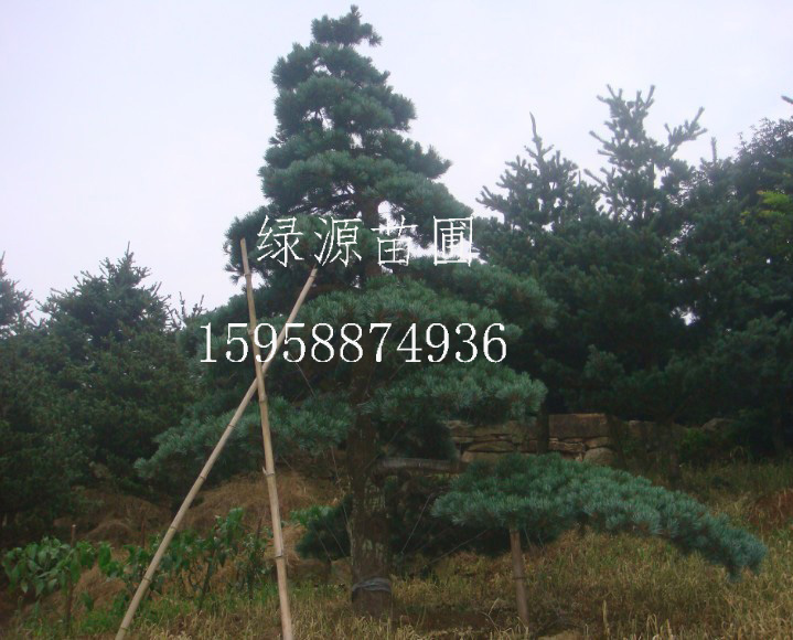 五针松树苗种植批发—浙江绿源苗圃基地