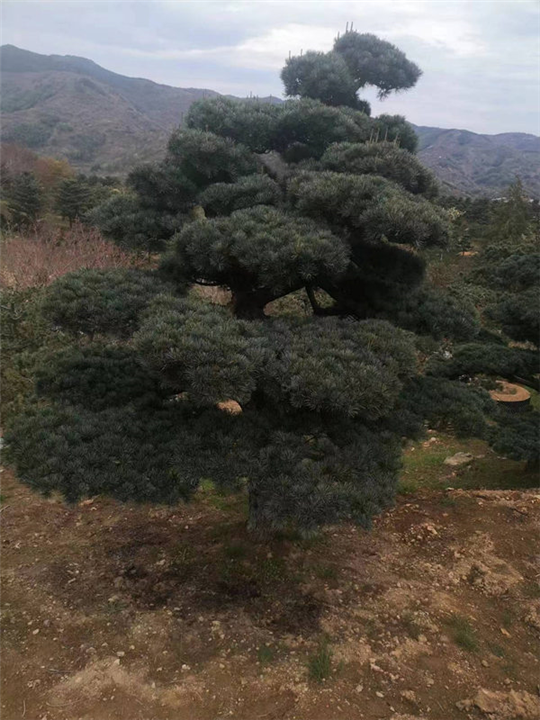 宁波五针松基地