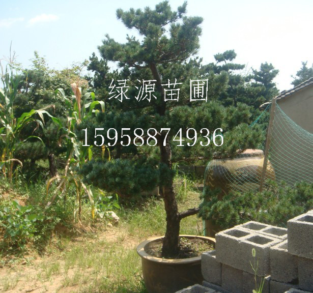 五针松树苗种植批发—浙江绿源苗圃基地
