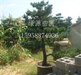 五针松树苗种植批发—浙江绿源苗圃基地
