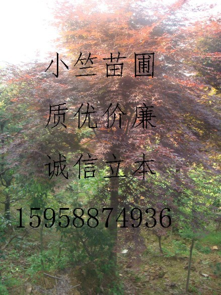 浙江高接红枫|供应高接红枫|供应浙江红枫||日本红枫供应