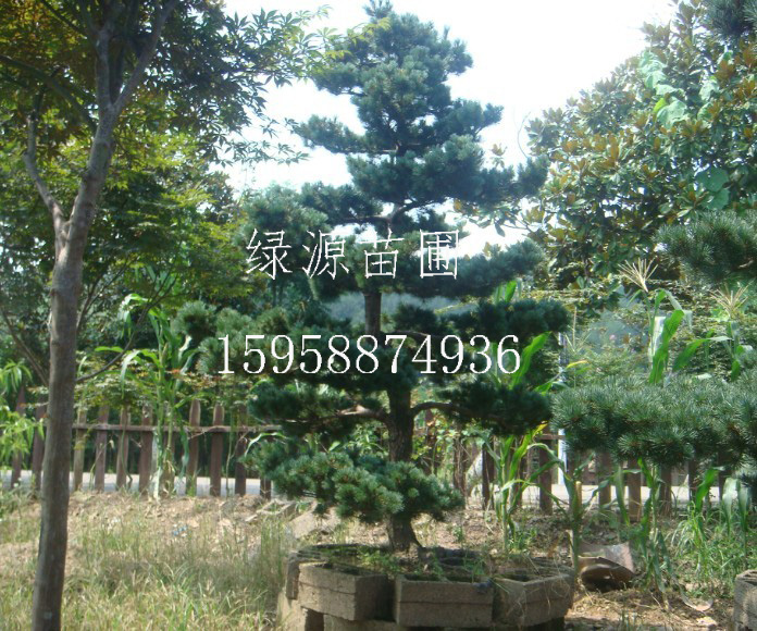 五针松|红枫|鸡爪槭|日本红枫|樱花—浙江绿源苗圃基地