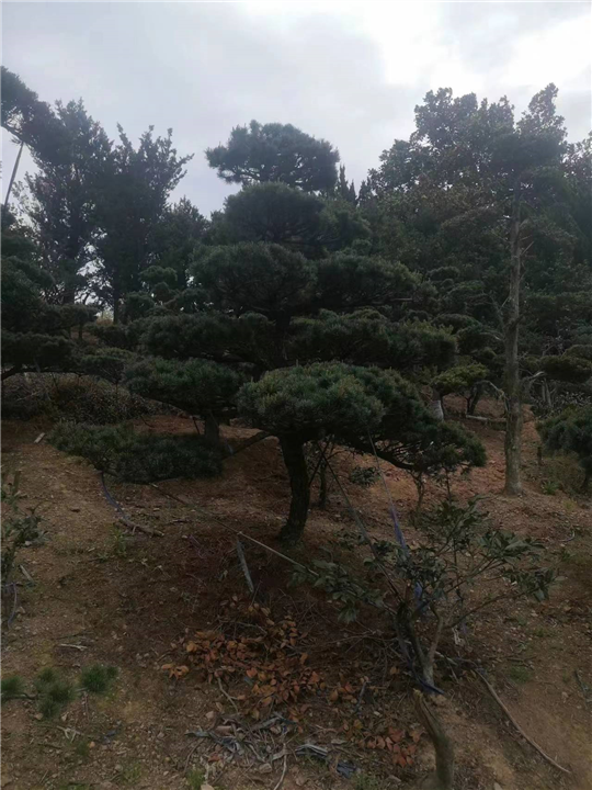 浙江五针松种植|浙江五针松供应