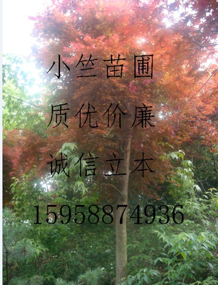 浙江红枫|浙江鸡爪槭|浙江日本红枫|浙江樱花—浙江绿源苗圃基地