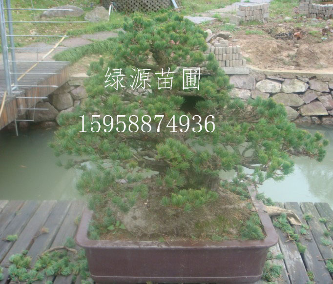 浙江大阪松|供应针松|供应浙江红枫|鸡爪槭|日本红枫供应 
