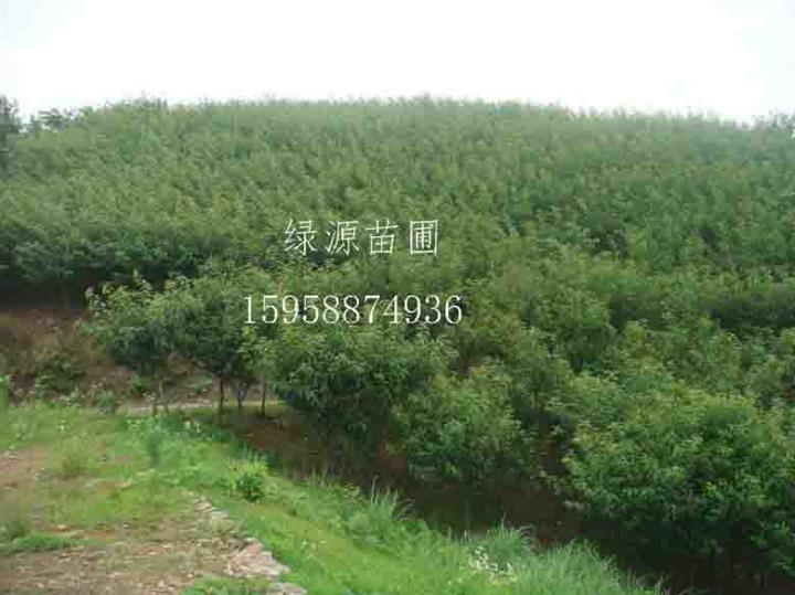 供应樱花|供应樱花基地|樱花价格—浙江绿源苗圃基地