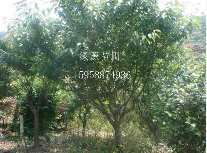 供应樱花|供应樱花基地|樱花价格—浙江绿源苗圃基地