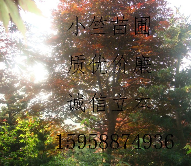 浙江高接红枫|供应高接红枫|供应浙江红枫||日本红枫供应