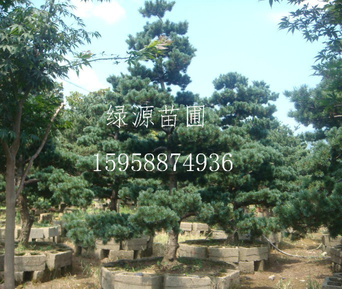 常年供应各种五针松苗木—浙江绿源苗圃基地
